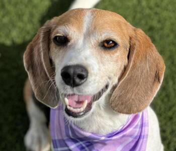 Rescue Beagle Dogs for Adoption in Hondo, Texas - Macy - Wrinkles, Wisdom, And A Wagging Tail - This Beagle Girl H | PetCurious
