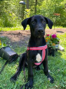 Bindi -  Labrador Retriever and Great Dane Dog for Adoption in Springville, New York - Bindi | PetCurious