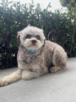 Lyla -  Poodle Dog for Adoption in Elk Grove, California - Lyla | PetCurious
