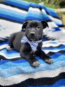 Rescue Pit Bull Terrier and Labrador Retriever Dogs for Adoption in Anza, California - John | PetCurious