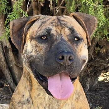 The Amazing Ms Miata - Mastiff Bully -  American Bully Dog for Adoption in North Valley, New Mexico - The Amazing Ms Miata - Mastiff Bully | PetCurious