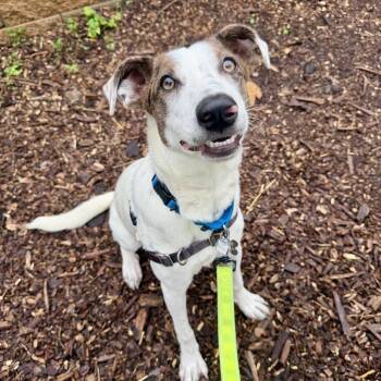 Panini -  Mountain Cur and Mixed Breed Dog for Adoption in Falls Church, Virginia - Panini | PetCurious