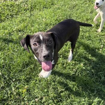 Ranger -  Terrier and American Staffordshire Terrier Dog for Adoption in Quakertown, Pennsylvania - Ranger | PetCurious