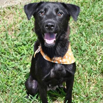 Dahlia -  Shepherd Dog for Adoption in Beaumont, Texas - Dahlia | PetCurious