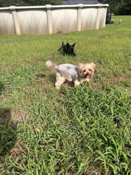 Jewel -  Yorkshire Terrier Dog for Adoption in Milton, Georgia - Jewel | PetCurious