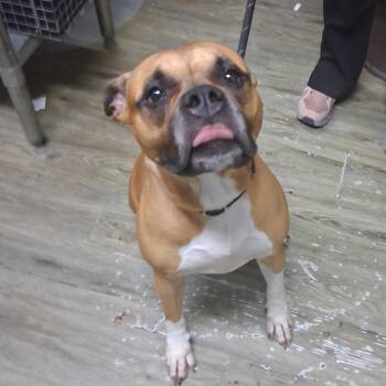 Dion -  Mixed Breed Dog for Adoption in Summerville, South Carolina - Dion | PetCurious