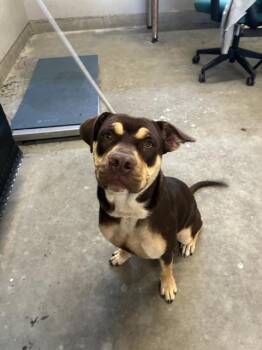 FRIDA -  Pit Bull Terrier and Mixed Breed Dog for Adoption in Camarillo, California - FRIDA | PetCurious