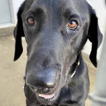 72663 -  Chocolate Labrador Retriever Dog for Adoption in Harrisonburg, Virginia - 72663 | PetCurious