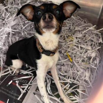 Norma -  Mixed Breed Dog for Adoption in Edwardsville, Illinois - Norma | PetCurious