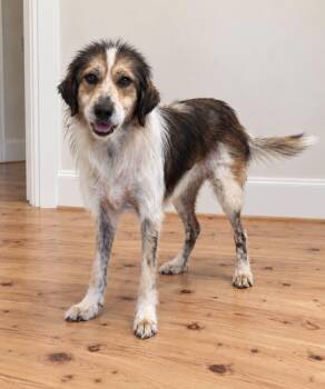 Ivy -  Australian Shepherd and Mixed Breed Dog for Adoption in Georgetown, Ohio - Ivy | PetCurious