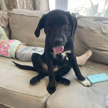 Mixed Breed Dogs Available for Adoption in Yaphank, New York - Parker | PetCurious