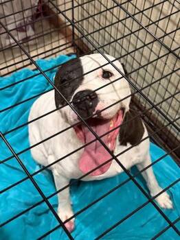 Poppa -  American Staffordshire Terrier Dog for Adoption in Austin, Texas - Poppa | PetCurious