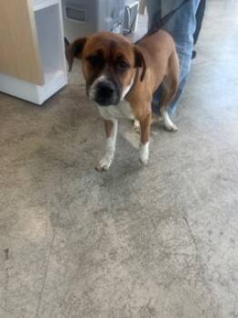 Rescue Boxer and Mixed Breed Dogs for Adoption in Fort Worth, Texas - 59800364 | PetCurious