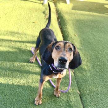 Derek -  Black And Tan Coonhound Dog for Adoption in La Grange, Kentucky - Derek | PetCurious