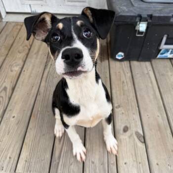 Mixed Breed Dogs Available for Adoption in Savannah, Georgia - Foxy | PetCurious