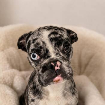 French Bulldog Dogs Available for Adoption in Phoenix, Arizona - Cookie | PetCurious