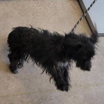 107491 -  Mixed Breed Dog for Adoption in Las Cruces, New Mexico - 107491 | PetCurious