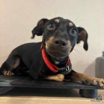Luna -  Chihuahua Dog for Adoption in Washington, District Of Columbia - Luna | PetCurious