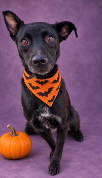 Bella -  Labrador Retriever and Australian Shepherd Dog for Adoption in Lexington, Kentucky - Bella | PetCurious