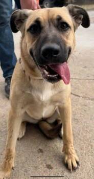 ROSIE 425 -  Mixed Breed Dog for Adoption in New Berlin, Wisconsin - ROSIE 425 | PetCurious