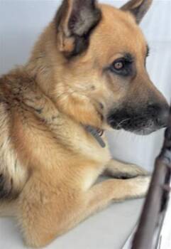 German Shepherd Dog Dogs Available for Adoption in Houston, Texas - A655827 | PetCurious