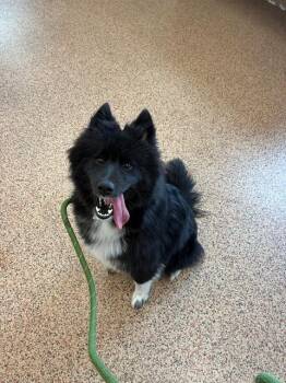 Shetland Sheepdog Sheltie and Mixed Breed Dogs Available for Adoption in Springfield, Massachusetts - BROOKE | PetCurious