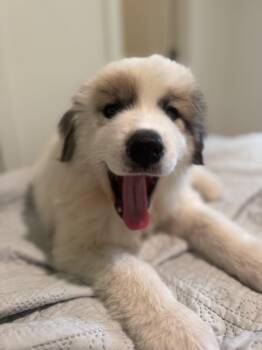 George -  Great Pyrenees Dog for Adoption in Wando, South Carolina - George | PetCurious