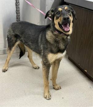 DEX -  Husky and Rottweiler Dog for Adoption in Fairbanks, Alaska - DEX | PetCurious