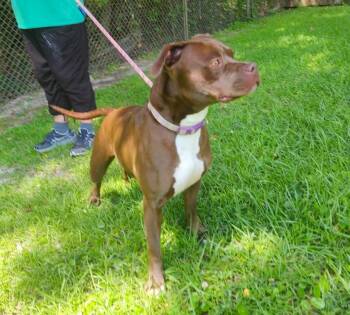 Reba McEntire -  German Shepherd Dog Dog for Adoption in Slidell, Louisiana - Reba McEntire | PetCurious