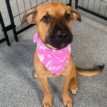 Nola -  Miniature Pinscher Dog for Adoption in Plainfield, Illinois - Nola | PetCurious