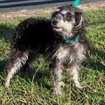 Matilda -  Schnauzer and Poodle Dog for Adoption in Lake Panasoffkee, Florida - Matilda | PetCurious