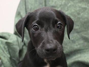 American Staffordshire Terrier Dogs Available for Adoption in Portland, Oregon - Pancho | PetCurious