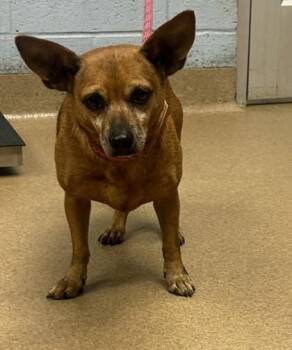 Gigante -  Mixed Breed Dog for Adoption in Chamblee, Georgia - Gigante | PetCurious