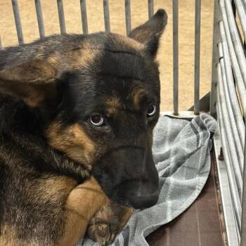 Ororo -  Shepherd and Mixed Breed Dog for Adoption in Abilene, Texas - Ororo | PetCurious