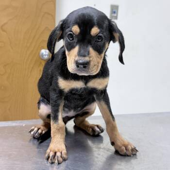 Ginny-4821 -  Rottweiler and Mixed Breed Dog for Adoption in Tyler, Texas - Ginny-4821 | PetCurious