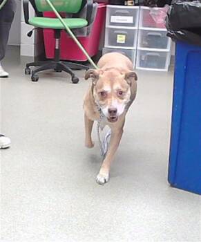 PEPSI -  Labrador Retriever and Mixed Breed Dog for Adoption in Omaha, Nebraska - PEPSI | PetCurious