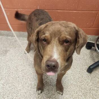 CHESTER -  Catahoula Leopard Dog and Mixed Breed Dog for Adoption in Pueblo, Colorado - CHESTER | PetCurious