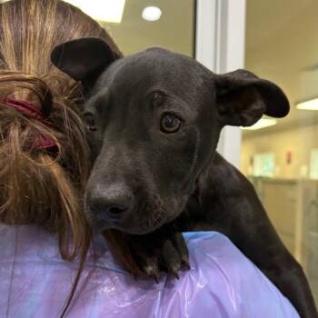 Harry Styles -  Mixed Breed Dog for Adoption in Muncie, Indiana - Harry Styles | PetCurious