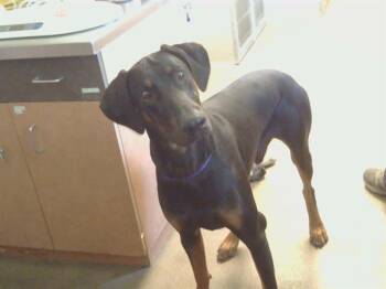 MIDNIGHT -  Doberman Pinscher Dog Available for Adoption in Sacramento, California - MIDNIGHT | PetCurious