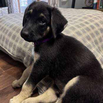 Groovy -  Collie and Shepherd Dog for Adoption in South Elgin, Illinois - Groovy | PetCurious