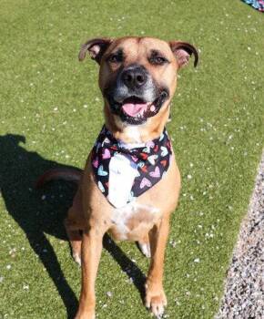 Boxer and Black Mouth Cur Dogs Available for Adoption in Rockaway, New Jersey - James Athens | PetCurious