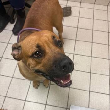 Patty Cakes -  Mixed Breed Dog for Adoption in Charleston, West Virginia - Patty Cakes | PetCurious