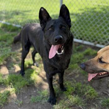 German Shepherd Dog and Mixed Breed Dogs Available for Adoption in Modesto, California - RANGER | PetCurious