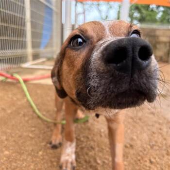 Mixed Breed Dogs Available for Adoption in Bentonville, Arkansas - Chance | PetCurious