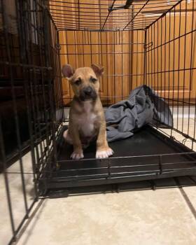Garth -  Pit Bull Terrier Dog Available for Adoption in Youngstown, Ohio - Garth | PetCurious