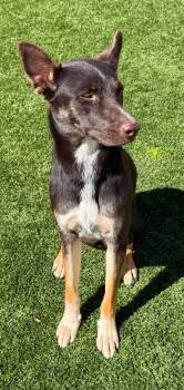 Cranberry -  Shepherd and Husky Dog for Adoption in Las Vegas, Nevada - Cranberry | PetCurious