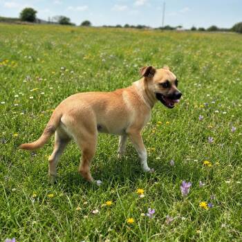 Black Mouth Cur and Shepherd Dogs Available for Adoption in Houston, Texas - LEMMY  (Adorable, Sweet, Affectionate Puppy, Social & Loving) | PetCurious