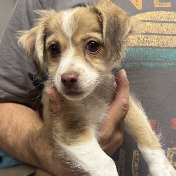 Gordito -  Chihuahua Dog for Adoption in Scottsdale, Arizona - Gordito | PetCurious
