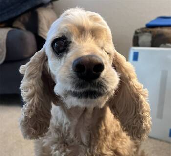 Rescue Cocker Spaniel Dogs for Adoption in Parker, Colorado - Precious N 24117 | PetCurious