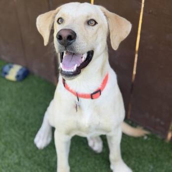 Efren -  Labrador Retriever Dog for Adoption in San Diego, California - Efren | PetCurious